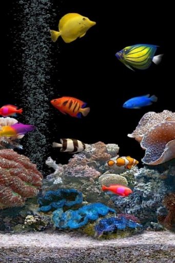 3D Live Fish Wallpaper截图7