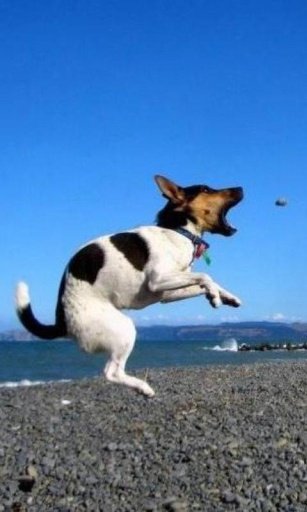 300 Free Funny Dog Pictures HD截图2