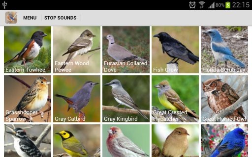 Florida Birds Sounds截图2