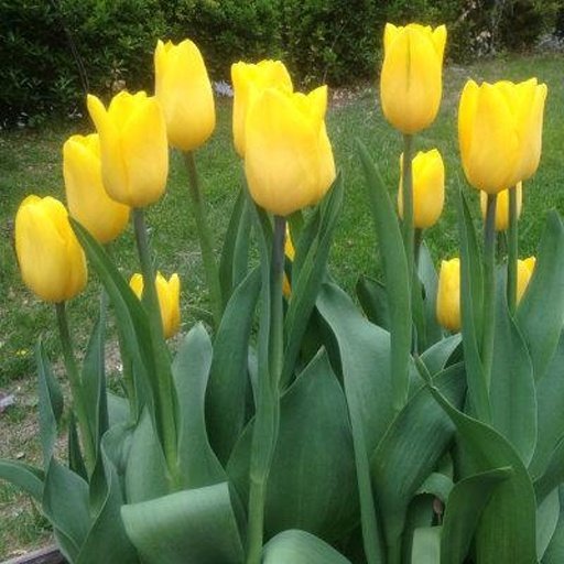 Tulip Wallpap截图4