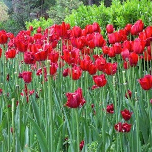 Tulip Wallpap截图1