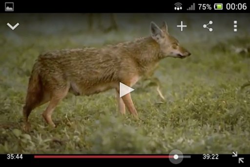 Animal TV-HD Documentary截图3