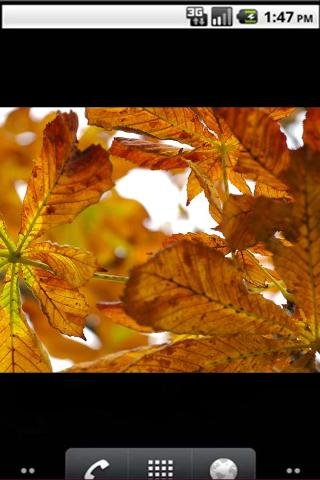 Beauty Autumn Live Wallpaper截图1