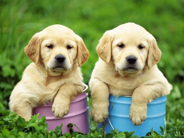 Cute Puppy Pictures截图9