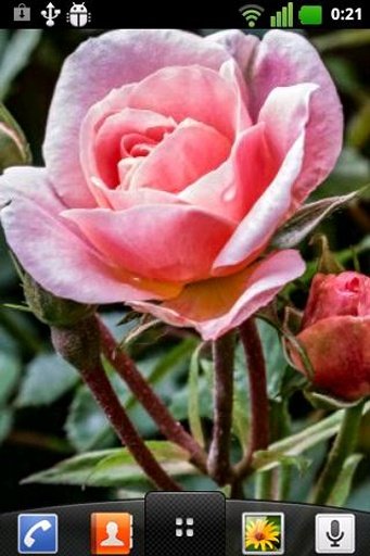 Roses SlideShow Live Wallpaper截图3