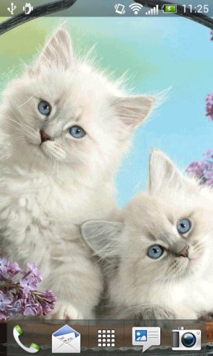 Kittens Live Wallpaper截图4