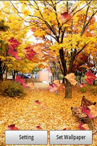 Autumn Leaf Live Wallpaper截图1