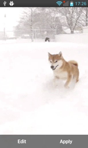 Husky Dog截图4