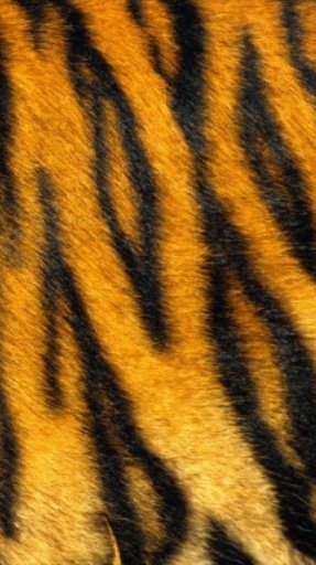 Tiger Print Wallpapers截图1