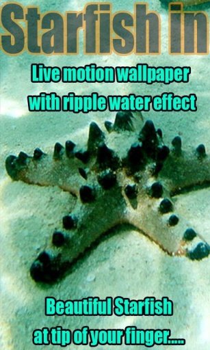 Sea Starfish Live Wallpaper截图4