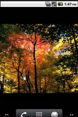 Beauty Autumn Live Wallpaper截图4