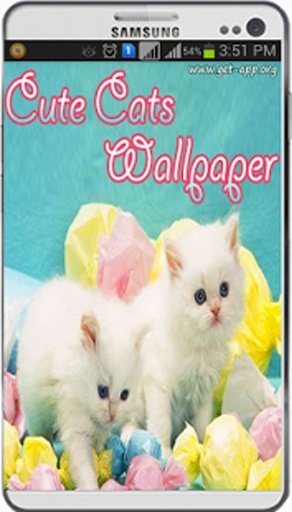 HD Cats Wallpaper截图2