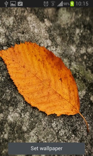 Leaf Live wallpaper截图3