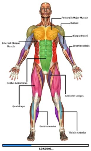 Anatomy Game Lite截图1