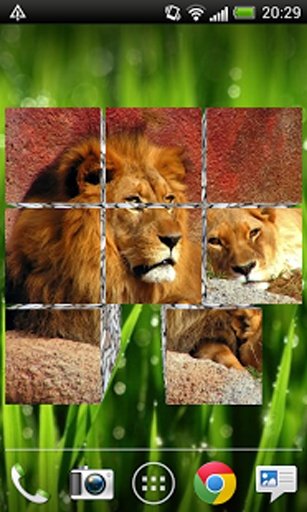 Lions Live Wallpaper 3D HD截图5