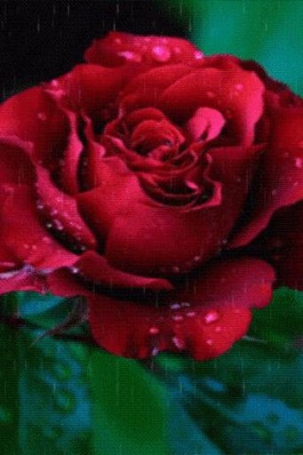 Rose Shower Live Wallpaper截图1