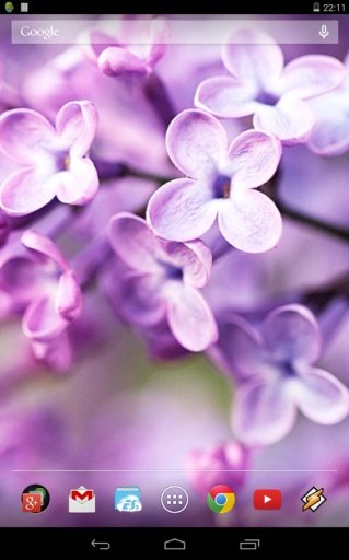 Spring Flowers截图3