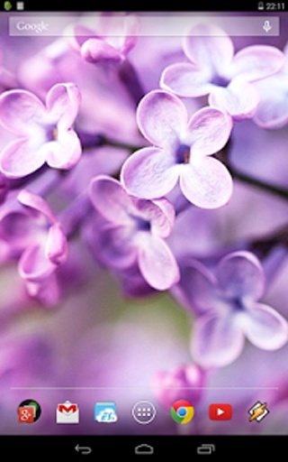 Spring Flowers截图5