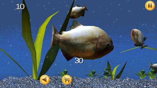 Piranha Aquarium 3D截图4