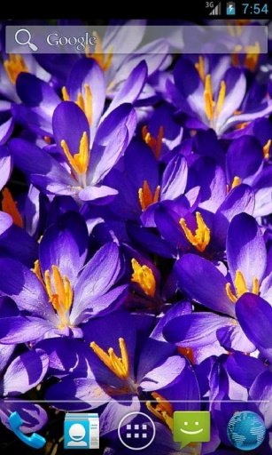 Crocus Spring Flowers LWP截图4