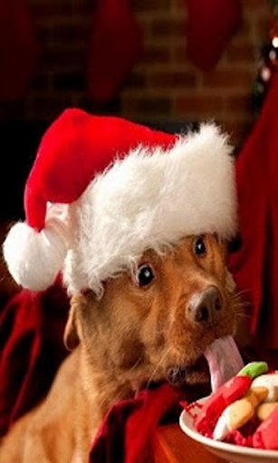 Christmas Dogs wallpaper截图2