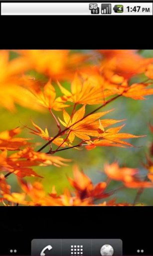 Top10 Autumn wallpaper Gallery截图2