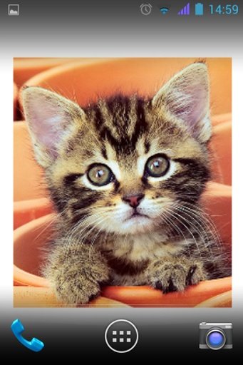 Cute Cat Wallpapers截图7