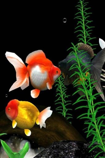 3D Live Fish Wallpaper截图3