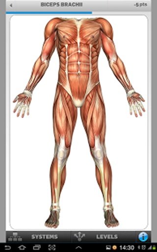 Anatomy Game Lite截图6