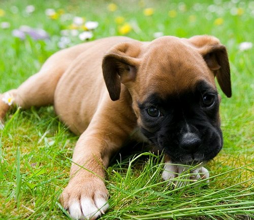 Cute Puppy Pictures截图6