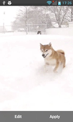 Husky Dog截图5