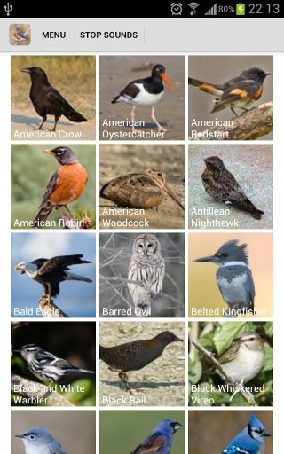 Florida Birds Sounds截图4