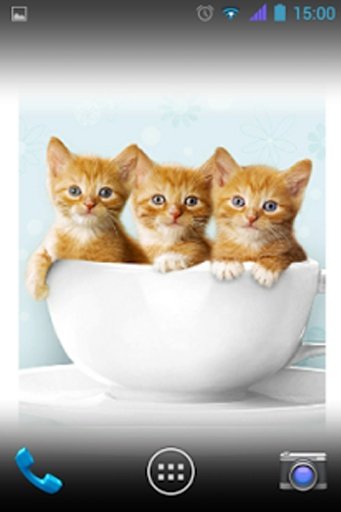 Cute Cat Wallpapers截图1