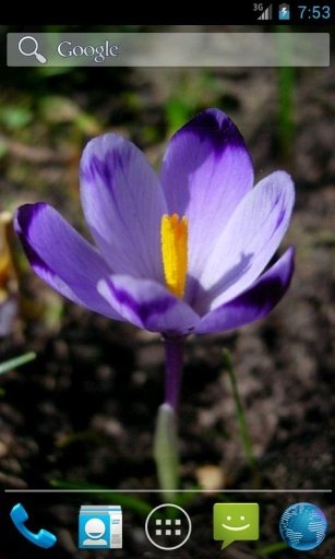 Crocus Spring Flowers LWP截图2