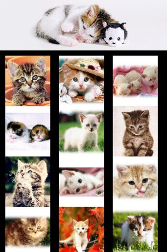 Cute Cat Wallpapers截图6