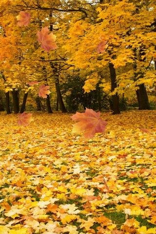 Autumn 3D Leaf Live Wallpaper截图2