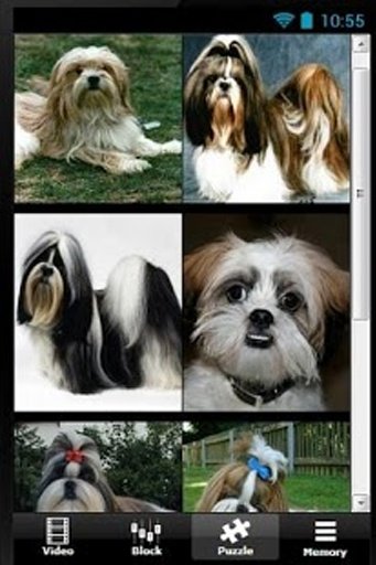 The Talking Shih Tzu Dog Games截图1