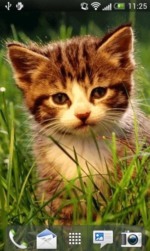 Kittens Live Wallpaper截图6