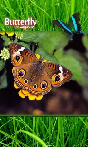 Tropical Exotic Butterfly LWP截图2
