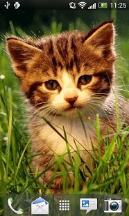 Kittens Live Wallpaper截图3