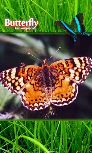Tropical Exotic Butterfly LWP截图1