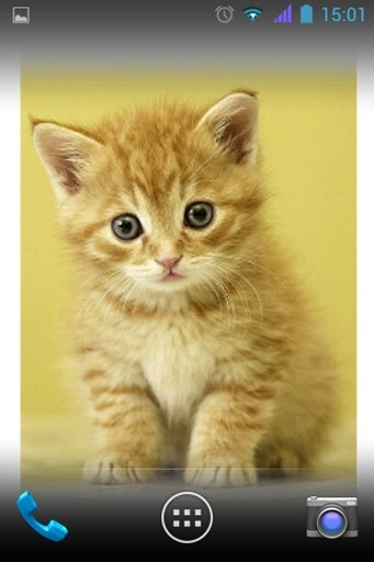 Cute Cat Wallpapers截图4