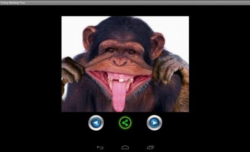 Funny monkey pictures截图2