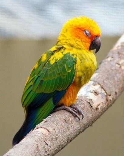 Talking Conure Parrot截图7