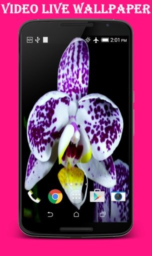 Orchid Video Live Wallpaper截图1