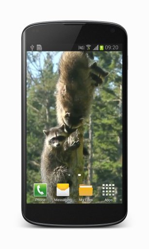 Raccoon Free Video Wallpaper截图3