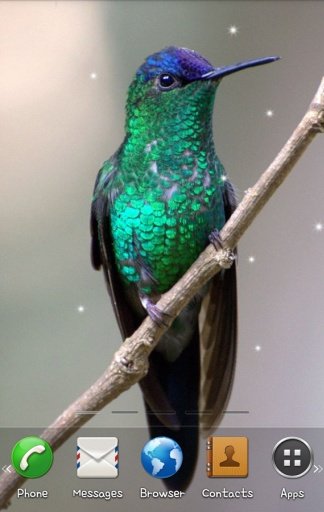 Bird Live Wallpaper截图9