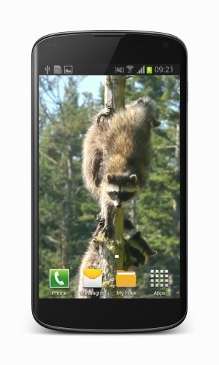 Raccoon Free Video Wallpaper截图5