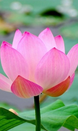 Pink Lotus HD Wallpaper截图2