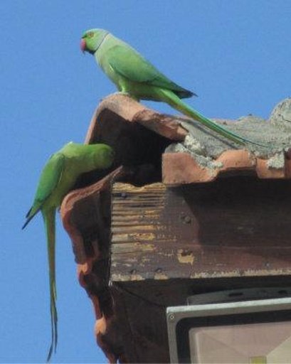 Talking Rose Ringed Parakeet截图1